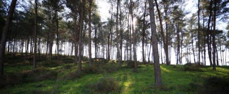 הרבה יותר ממה שאנחנו רואים. פארק רמת מנשה. צילום: ארכיון הצילומים של קקל